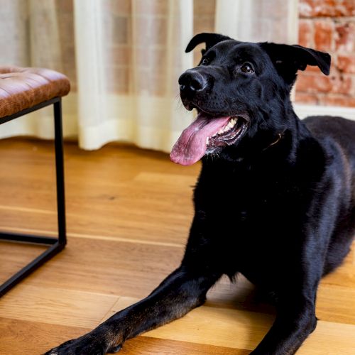 A black dog is lying on a wooden floor with its tongue hanging out. The background shows a curtain and a partial view of a chair.