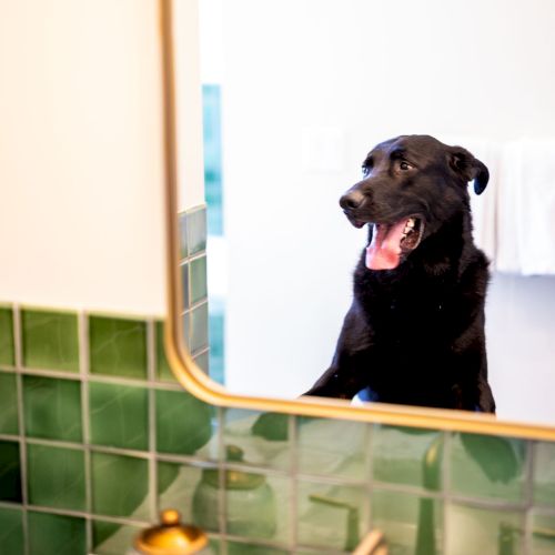 A black dog is seen through a bathroom mirror, with green tiles and gold fixtures in front. The dog's reflection shows it looking happy, mouth open.