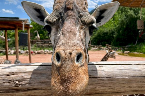 A giraffe is looking directly at the camera, standing behind a wooden fence in a zoo or safari park setting, with clear blue skies above.