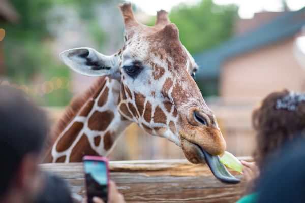 A giraffe at a zoo is being fed by visitors, who are taking photos of the animal with their phones.